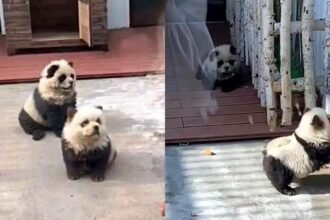 china-zoo-dyes-dogs-to-resemble-pandas