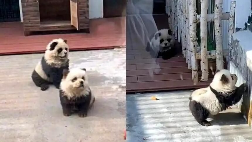 china-zoo-dyes-dogs-to-resemble-pandas