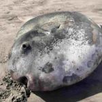 Hoodwinker Sunfish Oregon Coast