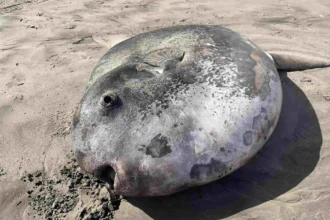 Hoodwinker Sunfish Oregon Coast