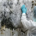 Mold Removal Services in Atlanta