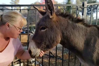 A Heartwarming Tale of Pet Donkey Wild Elk