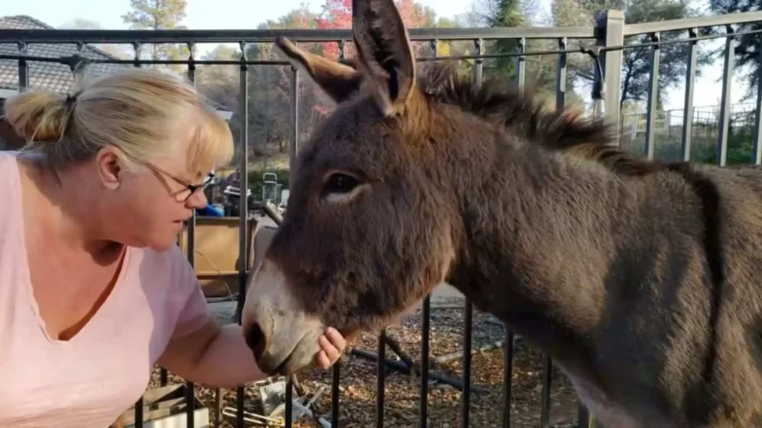 A Heartwarming Tale of Pet Donkey Wild Elk