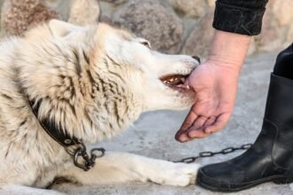 California Dog Bite Laws