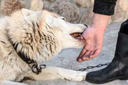 California Dog Bite Laws