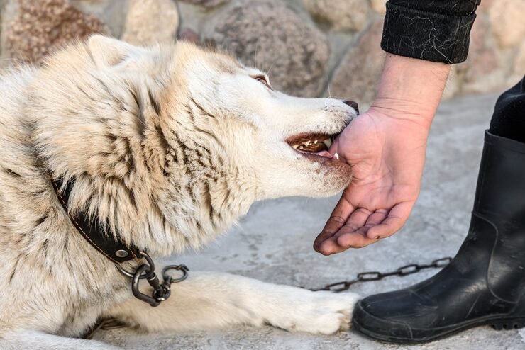 California Dog Bite Laws